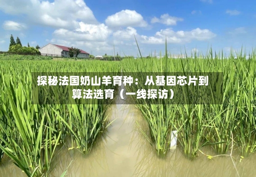 探秘法国奶山羊育种：从基因芯片到算法选育（一线探访）-第3张图片