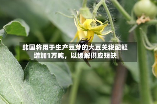 韩国将用于生产豆芽的大豆关税配额增加1万吨，以缓解供应短缺-第3张图片