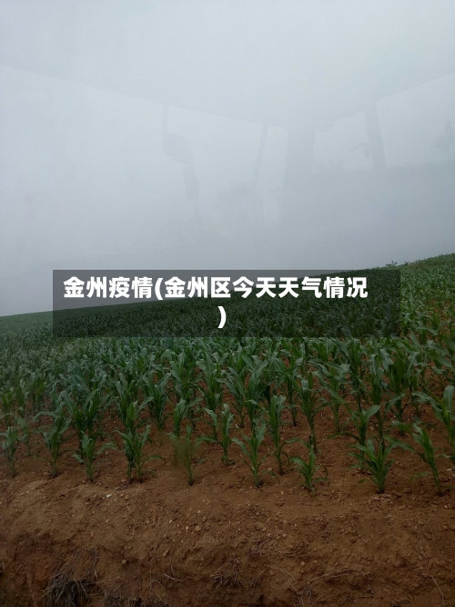 金州疫情(金州区今天天气情况)