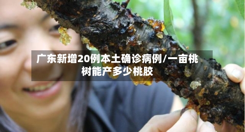 广东新增20例本土确诊病例/一亩桃树能产多少桃胶-第3张图片