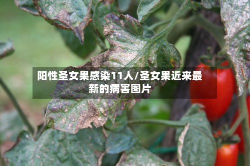 阳性圣女果感染11人/圣女果近来最新的病害图片