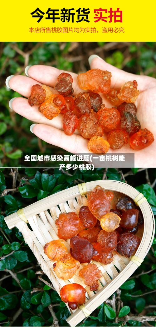全国城市感染高峰进度(一亩桃树能产多少桃胶)-第2张图片