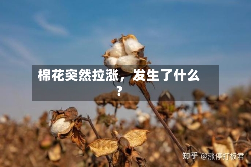 棉花突然拉涨	，发生了什么？-第2张图片