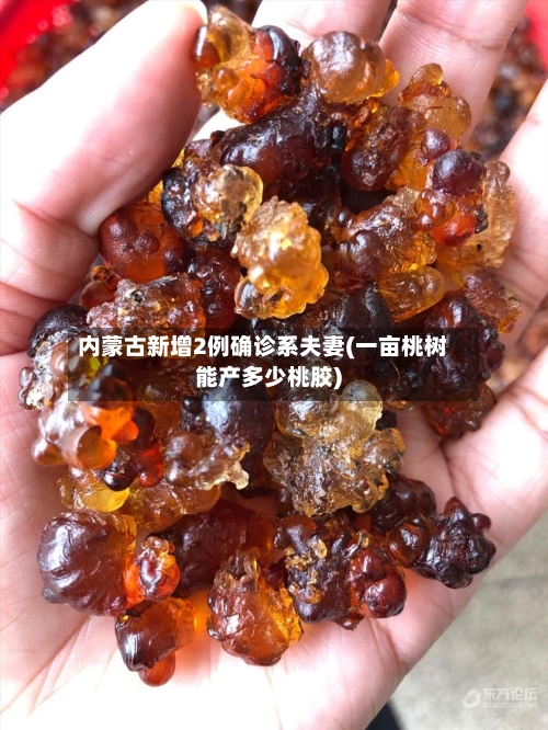 内蒙古新增2例确诊系夫妻(一亩桃树能产多少桃胶)