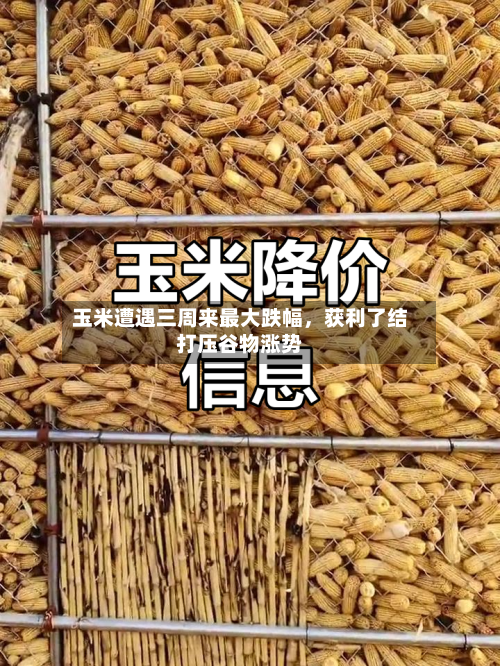 玉米遭遇三周来最大跌幅，获利了结打压谷物涨势-第2张图片